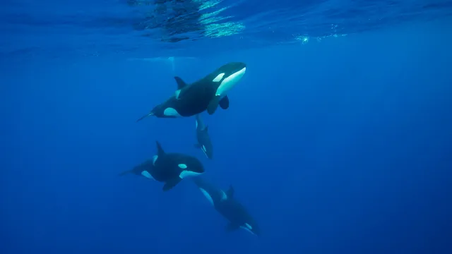 Orcas develop new technique to shatter sunfish carcasses
