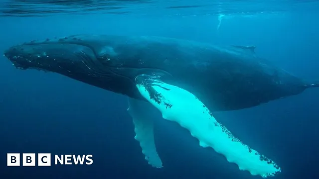 Humpback whales are invading Sussex and Cornwall—why are they here?