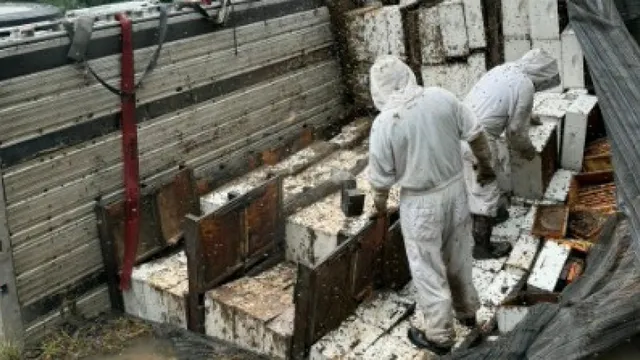 Truck accident leads to loss of hundreds of beehives in Texas