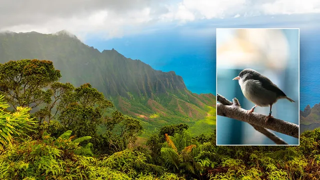 Hawai'i's forest birds spread avian malaria and face extinction risks