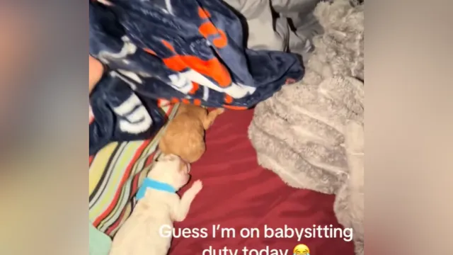 Dog Niko amazes TikTok users with viral magic trick