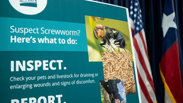 FDA authorizes emergency treatment for deadly screwworm infestations in pets
