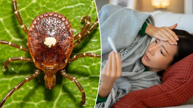 Bourbon virus confirmed in New York as lone star ticks spread disease