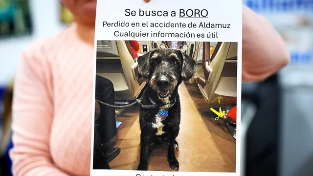 Hope restored as missing dog Boro is found after train crash in Spain