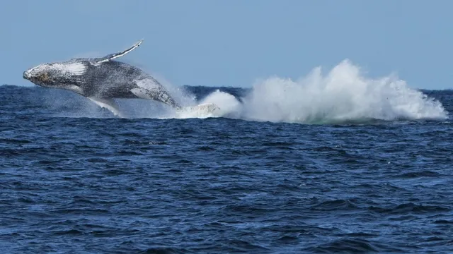 Humpback whales surge in population, disrupting Sydney water traffic