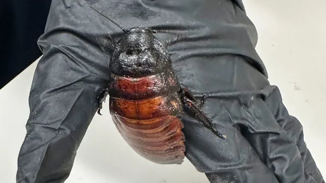 Record bug bust: 100,000 illegal cockroaches seized in Australia