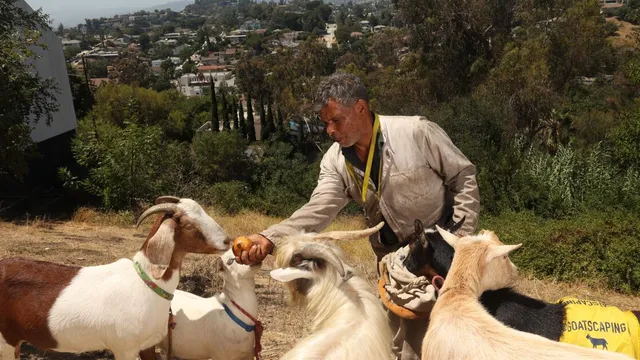 Goat owner battles L.A. Animal Services for his pets
