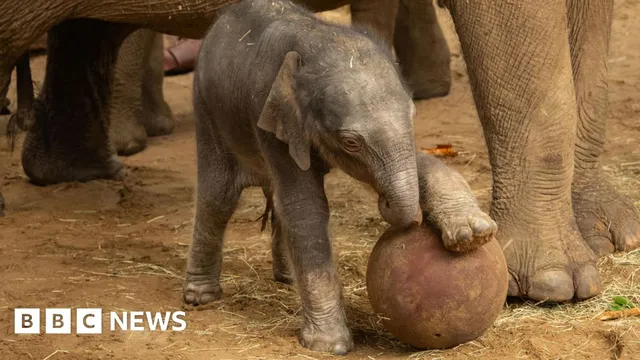 Endangered Asian elephant calf born at Whipsnade Zoo