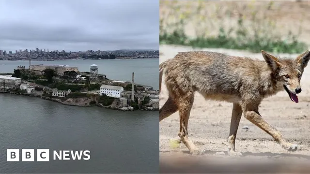 Coyote swims to Alcatraz Island and faces uncertain future