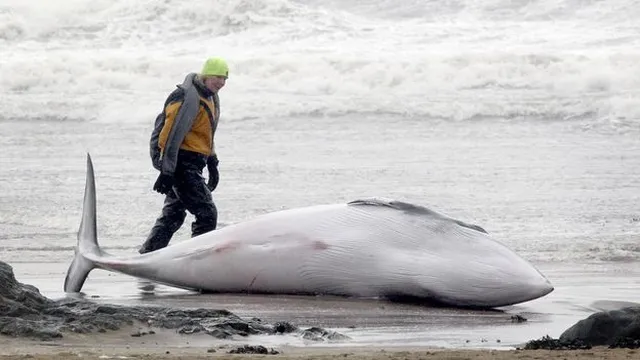 Stranded whales face grim fate as survival rates plummet