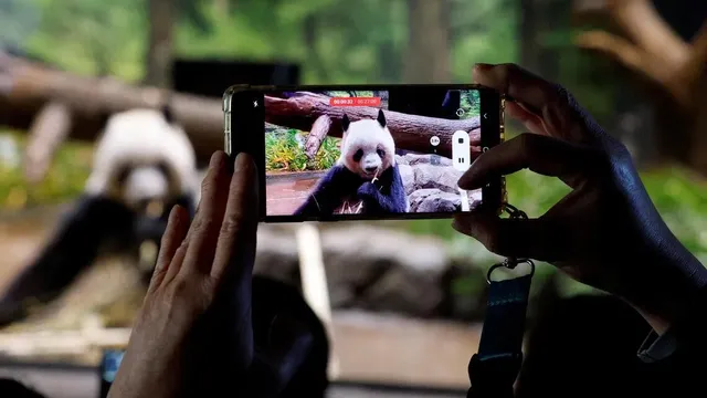 Japan loses beloved pandas amid political tensions with China