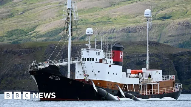 Iceland permits whale hunting until 2029 amid outcry