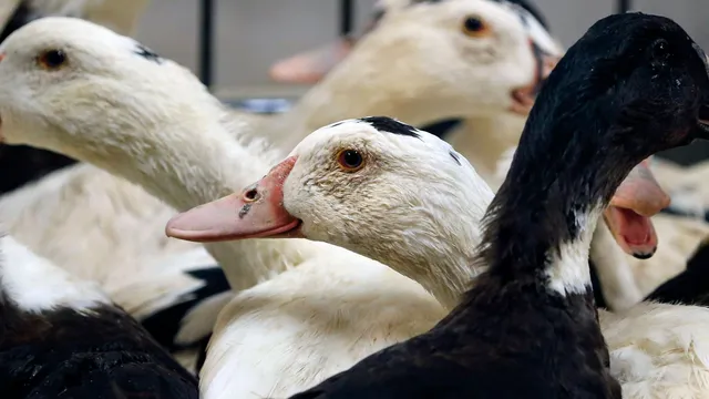 Lab-grown foie gras and chicken undergo safety checks in the UK