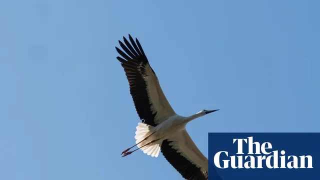 Twenty-one white storks released in Cornwall to restore population