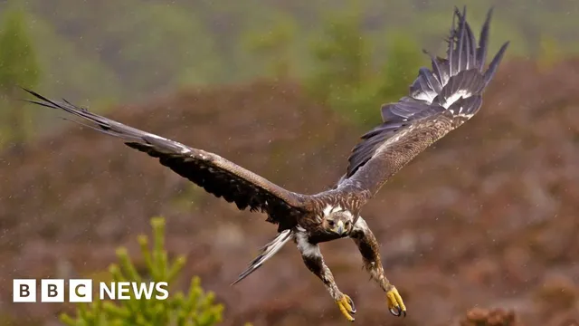 Government invests £1 million to bring golden eagles back to England