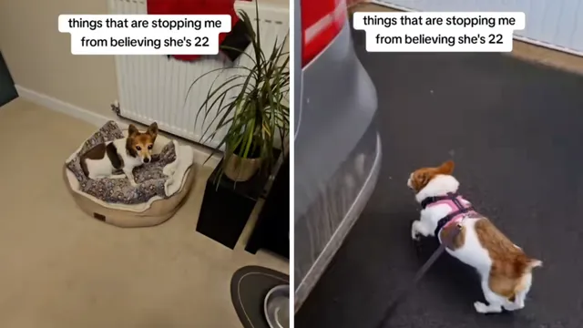 Owner shares secret to her dog's incredible 22-year longevity