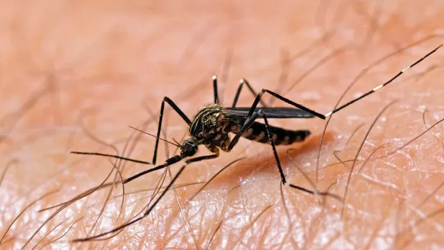Illinois reports first human case of West Nile virus in 2025