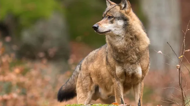 Wolves hunt bison in rare footage from Poland