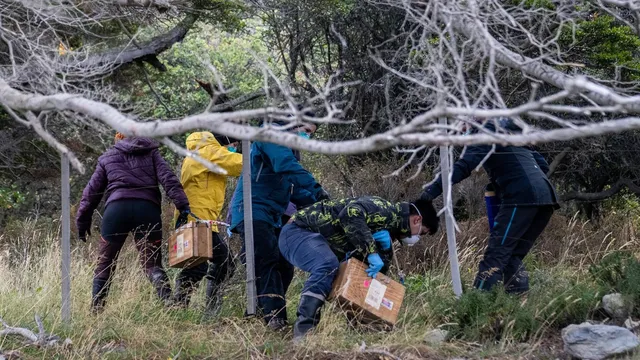 Argentine researchers capture rats to investigate hantavirus outbreak