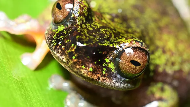 New species of coffee frog discovered in Costa Rica faces pesticide threats