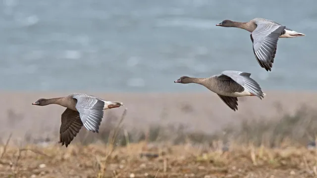 Ian struggles with dead battery as geese soar over Snettisham
