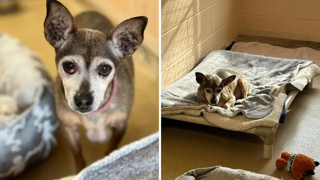 Senior dog returns to shelter after heart-wrenching loss of owner