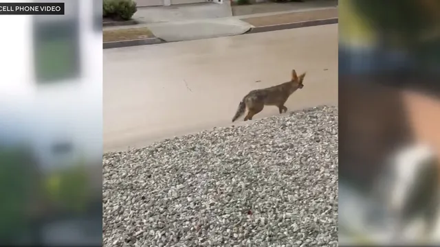 Coyote poses danger to Atwater Village residents after being fed
