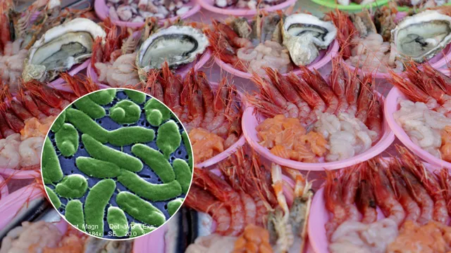 Florida faces rise in flesh-eating bacteria cases and fatalities