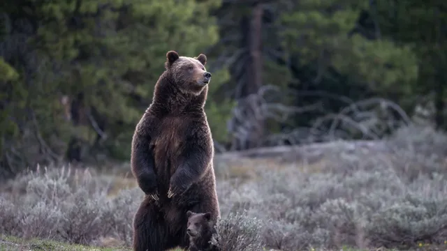 U.S. government must act now to save grizzly bears from extinction