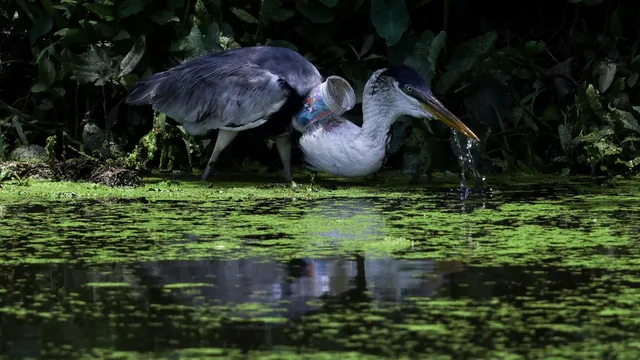 Brazil heron takes flight after choking on plastic cup