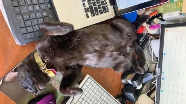 Adopted cat becomes a dedicated work supervisor for owner