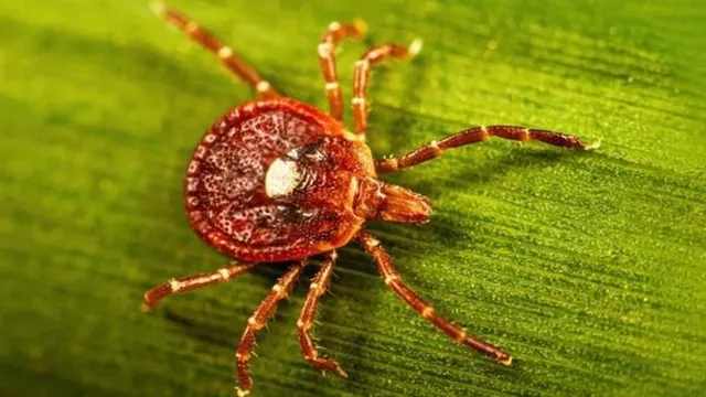 Alpha-gal syndrome cases surge across the U.S