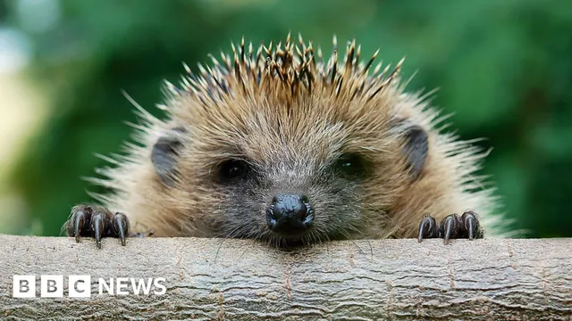 Lidl remove 'death trap' hedgehog huts from sale