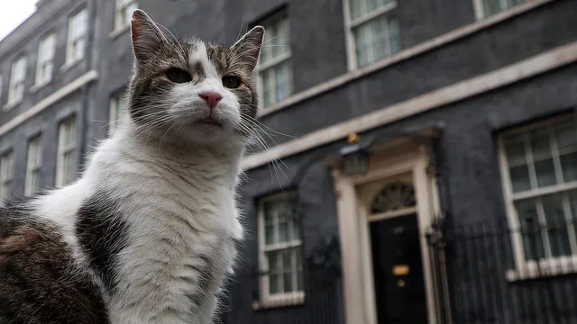 Downing Street Cat Drama: JoJo Ousted by Larry?