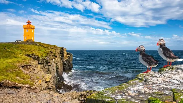 Grímsey's population dwindles to just 20 as island thrives with wildlife