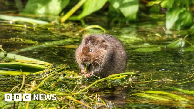 Water Voles Make a Comeback in York Park After Habitat Restoration Efforts