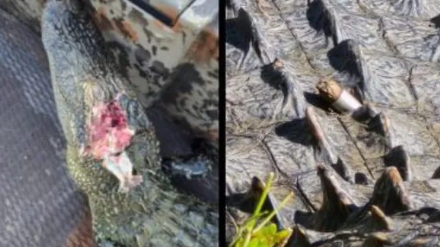 Reward offered for information on alligators shot at Fort Worth Nature Center