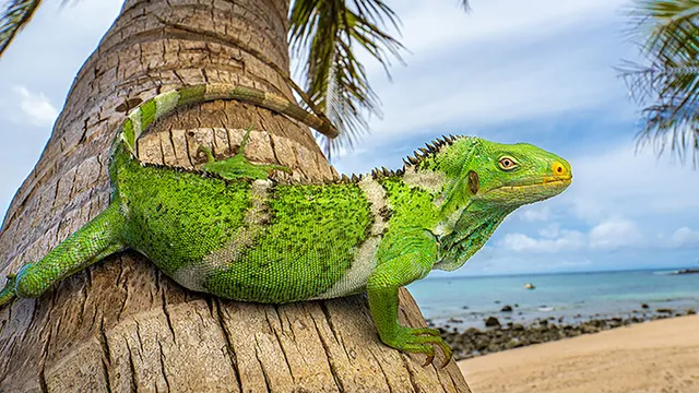Iguanas made epic 5,000-mile journey to Fiji on rafts of vegetation