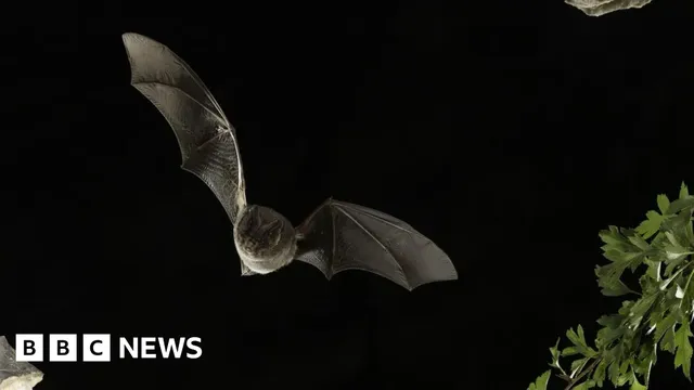Plans for New Road Threaten Bat Population in Norfolk