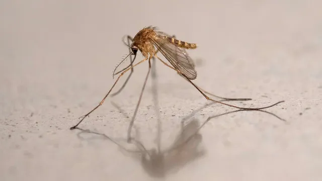 Wayne County reports West Nile virus in mosquitoes