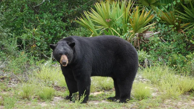 Florida faces backlash over proposed bear hunt amid rising bear attacks