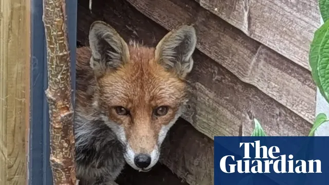 Hungry fox risks daylight raid on chickens in Hertfordshire