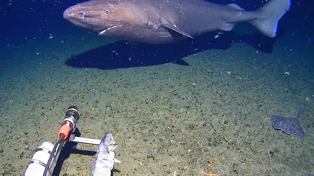 Researcher captures first footage of shark in Antarctic waters