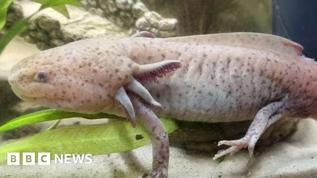 Girl finds rare Mexican axolotl in Wales