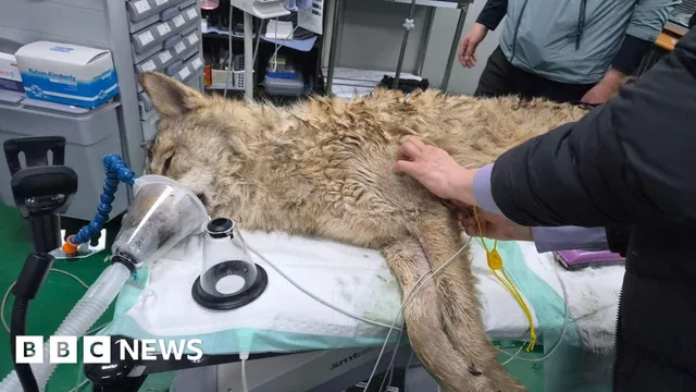 South Korea's runaway wolf Neukgu captured after nine-day chase