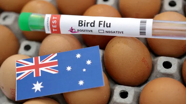 Australia faces H5N1 bird flu outbreak after mass seabird deaths