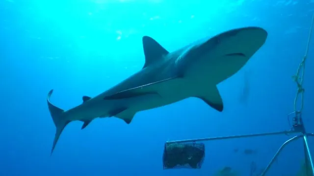Sharks in Brazil Test Positive for Cocaine