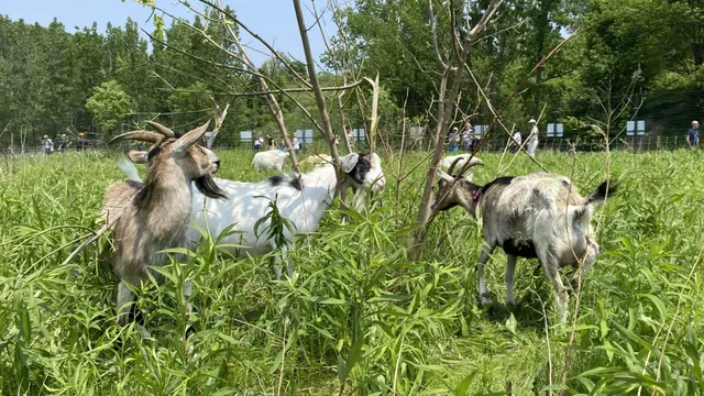Toronto employs goats to tackle invasive vegetation issues