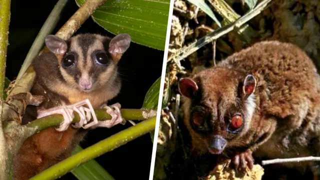 Scientists confirm rediscovery of two long-lost marsupials in New Guinea