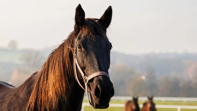 Bird flu found in horses could threaten human health